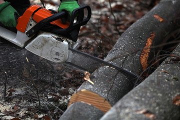 Brennholz sägen im Wald mit der Motorsäge