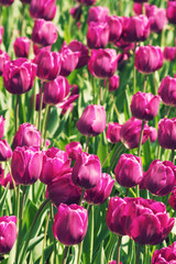 Obraz premium Beautiful Tulip Field