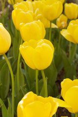 Obraz premium Beautiful Tulip Field