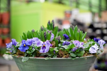 potted seedlings, greenhouses and garden facilities