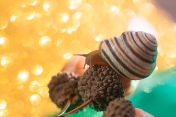 Helix pomatia also Roman snail, Burgundy snail, edible snail or escargot, is a species of large, edible, air-breathing land snail, a terrestrial pulmonate gastropod mollusk in the family Helicidae.