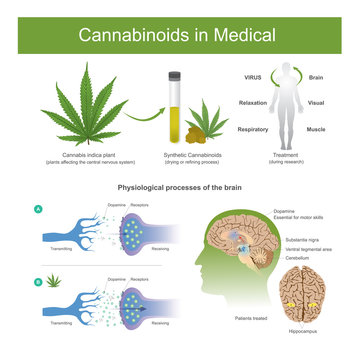 Research has found that cannabis indica plant can have the following effects.Cannabis it is plant affecting the central nervous system in human.