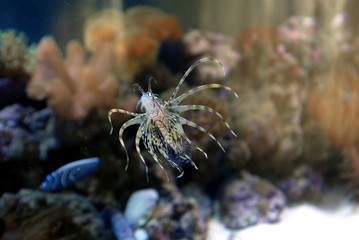 Corals and fish in beautifull sea marine aquarium
