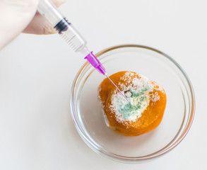 Mandarin with mold and a hand in a rubber glove with a syringe.