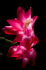 Christmas cactus bloom