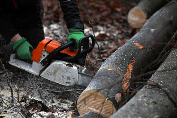 Brennholz sägen im Wald mit der Motorsäge