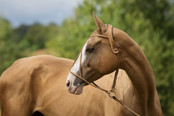 Portrait of a chestnut horse looking back. Nature background.