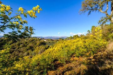 Fototapeta premium Vue panoramique sur le massif de Tanneron, arbres de mimosa en fleurs, Provence, sud de France.