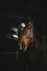 Fototapeta na wymiar a horse in the dark