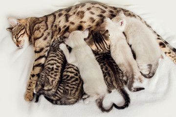 Obraz premium Bengal Kitten
