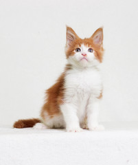 redhead with white kitten maine coon looks