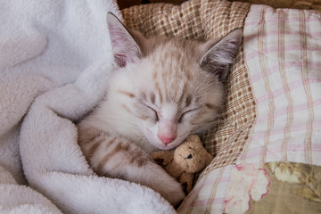 Fototapeta na wymiar Bengal Kitten