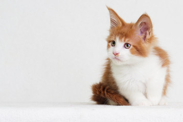 redhead with white kitten maine coon looks