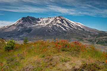The breathtaking views of the volcano and amazing valley of flowers. Harry's Ridge Trail. Mount St...