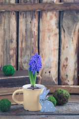 Blue or violet spring hyacinth in the cup over the wooden background and old books. Easter postcard concept.