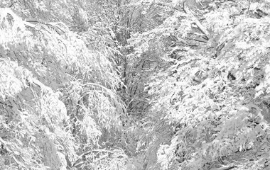 Winter photo landscape