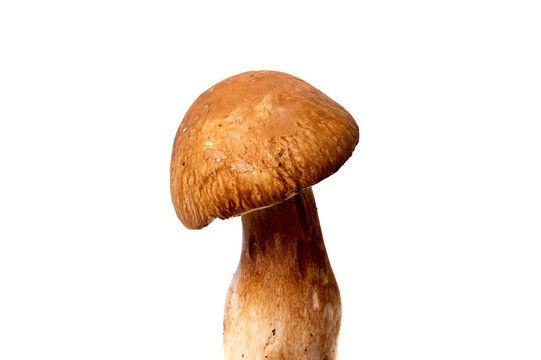 Fresh forest mushroom boletus with a thick mushroom leg and wet cap on a white background food background