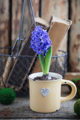 Blue or violet spring hyacinth in the cup over the wooden background and old books. Easter postcard concept.