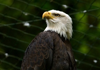Adler