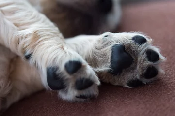 Crédence de cuisine en verre imprimé Chien Bouchent les pattes de chien chiot sur une couverture confortable marron. Macro de pattes de chien blanc.