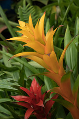 Scarlet Star, red and yellow bromeliad