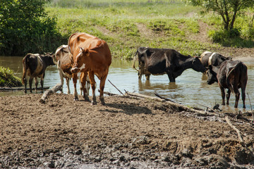 A herd of cows in the river. Summer, sunny day, the cows came to the watering place.