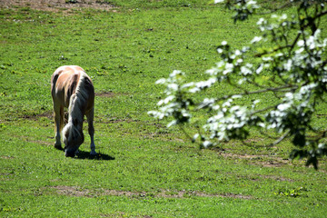 Equus caballus Ձի Домашняя лошадь حصان