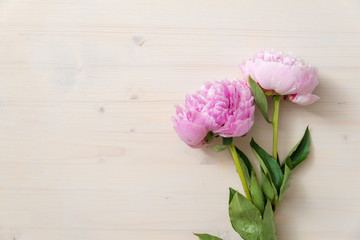 pink peony flowers on white wood background with copy space