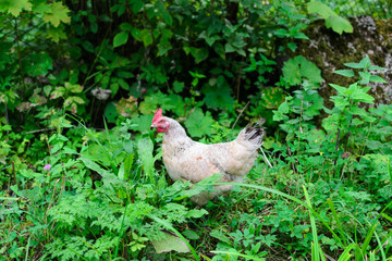 Chicken on the green lawn among nature