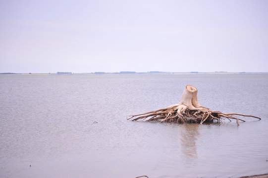 arbol sin vida