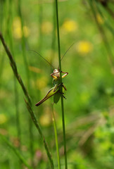 Grasshopper on halm