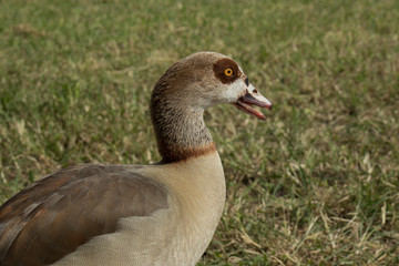 Egyptian Goose Close-up