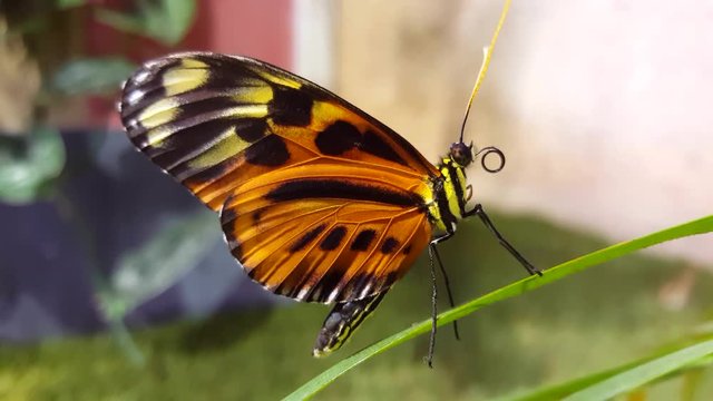 An orange butterfly moving its tongue, lodged in a leaf of green grass, facing right