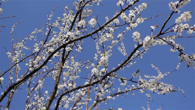 blooms gardens in the spring on the background of the sky blue,blooms apricot in Turkey