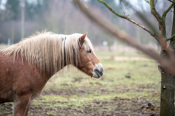 Fototapeta premium Brown horse on the pasture.