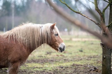 Fototapeta premium Brown horse on the pasture.