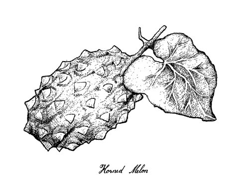 Hand Drawn of Horned Melon or Kiwano