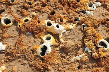 The astounding fumaroles of the volcano Dallol (Ethiopia)