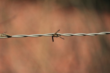 Gefangen, Stacheldraht im Vordergrund