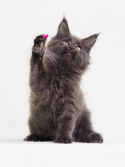 Maine Coon's Gray Kitten Raises His Paw Up