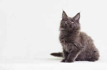 gray kitten of Maine Coon looking up
