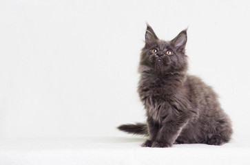 Fototapeta premium gray kitten of Maine Coon looking up