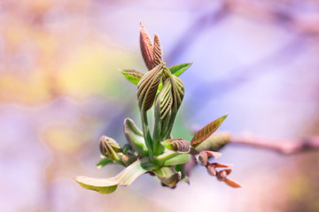 Fresh young spring tree bud close-up on colourful blur background