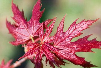 Fresh spring red maple leaves close-up on colourful bokeh background
