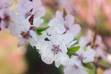 Fresh spring cherry blossom flowers close-up on colourful bokeh background