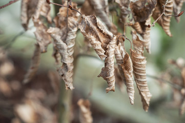 détail feuilles mortes de charme en forêt 