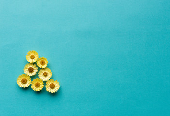 Directly above view of yellow everlasting daisies against blue textured background