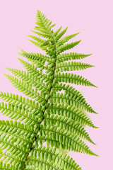Retro exotic plant background on pink
