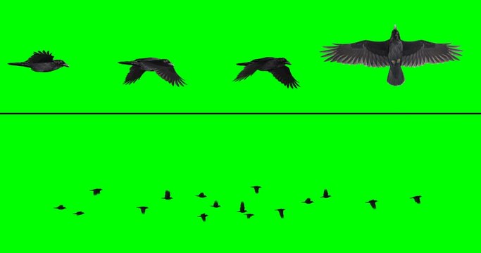 Flock of crows - multiple options at different angles, on a green background
