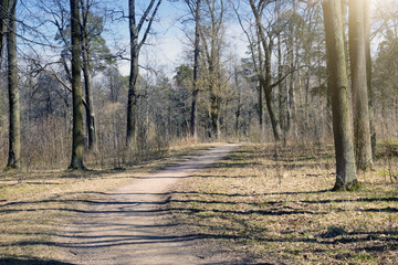 The park in the early spring, trees without leaves and a last year's grass in sunny day..